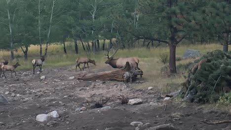 Deer-family-on-the-side-of-the-road-in-Rocky-Mountains-National-Park