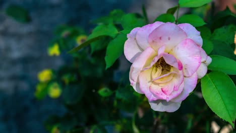Zoom-in-on-white-pink-rose