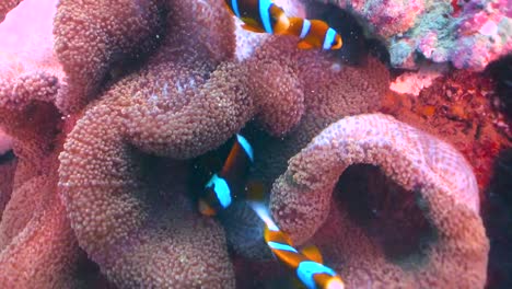 Clown-fish-family-swimming-in-anemone-on-coral-reef,-Australia