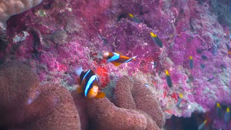 Clown-fish-coming-up-in-anemone-on-coral-reef,-Australia