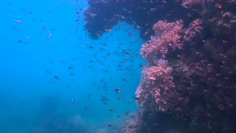 School-of-Fish-swimming-on-Vibrant-Coral-Reef-FULLHD