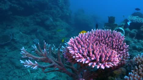 Getting-close-to-coral-reef,-Australia