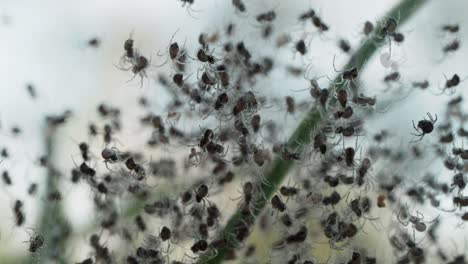 Crawling-tiny-spider-swarm-backlit-on-web