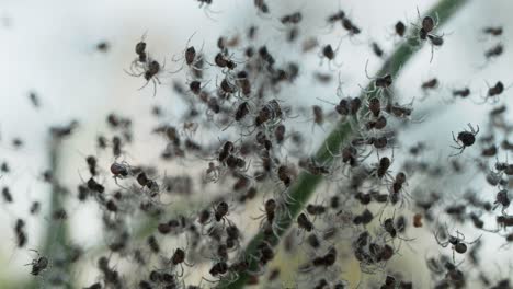 Swarm-of-tiny-spiders-backlit-on-web