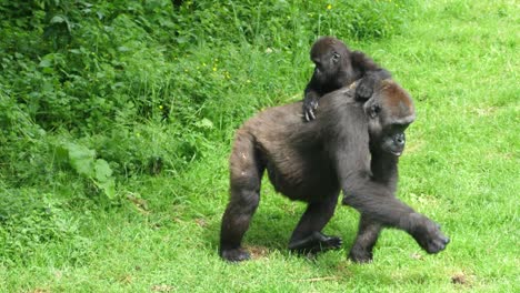 Mother-gorilla-pulls-her-baby-onto-her-back-on-a-grassy-area