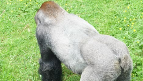 Silver-back-adult-male-gorilla-moves-away-from-the-camera-showing-off-his-thorax-musculature