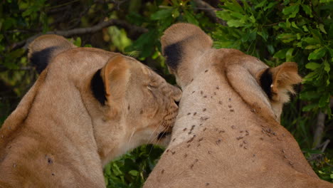 Lionesses-grooming-each-other-lovingly;-safari-in-Africa