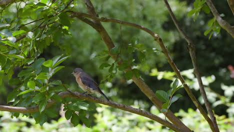 Eastern-bluebird-female-sitting-on-a-tree-branch-in-early-summer