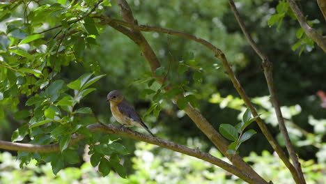 Eastern-bluebird-female-sitting-on-a-tree-branch-in-early-summer