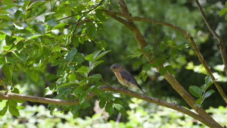Eastern-bluebird-female-sitting-on-a-tree-branch-then-flying-off