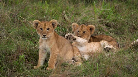 Three-lion-clubs-being-very-playful