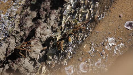 Close-up-of-a-little-crab-on-sea-rocks-on-sunny-day-looking-for-food-others-slowly-emerging-well-camouflaged-from-underneath