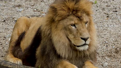 Close-up-static-shot-of-a-beautiful-lion-sitting-in-dry-mud-hairy-lion