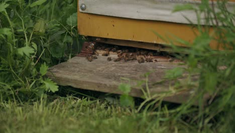 Fleißige-Aktive-Honigbienen-Am-Eingang-Zum-Hölzernen-Langstroth-Bienenstock