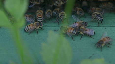 Faszinierender-Anblick-Von-Gestreiften-Honigbienen,-Die-Um-Den-Bienenstockeingang-Kriechen