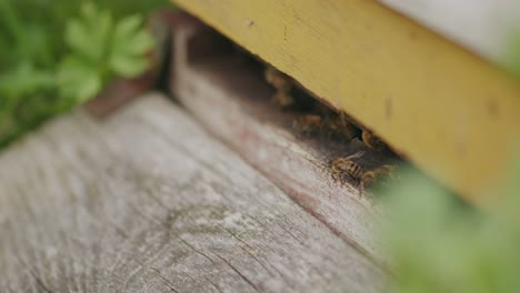 Aktive-Honigbienen-Versammeln-Sich-Am-Eingang-Zum-Statischen-Gartenbienenstock-In-Der-Nähe