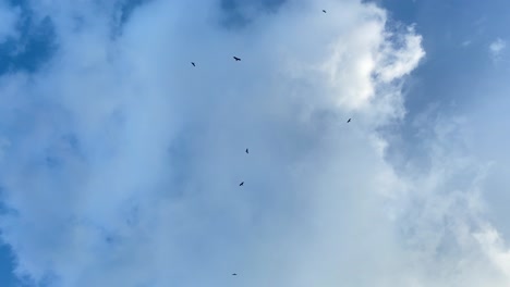 Looking-Up-At-Sillhouute-Of-Birds-Circling-High-Above-Against-Cloudy-Blue-Sky