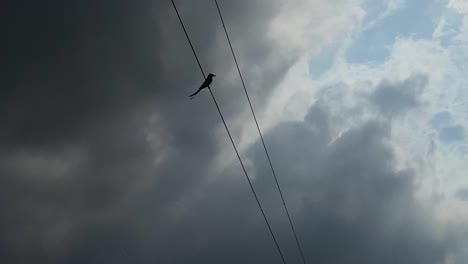 Silhouetted-passerine-bird-standing-on-electric-cable-on-a-cloudy-rainy-day