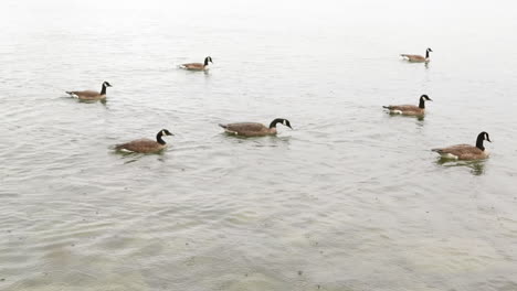A-gaggle-of-geese-flocking-and-swimming-in-unison-while-stopping-to-dive-for-fish