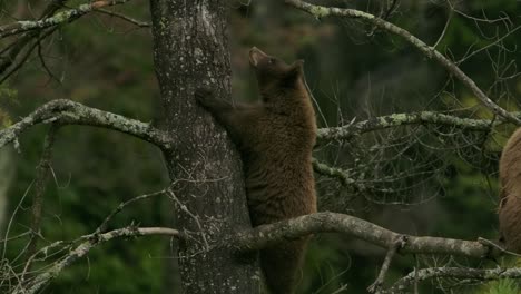 cinnamon-bear-cub-chases-a-squirrel-up-a-tree-funny-and-cute