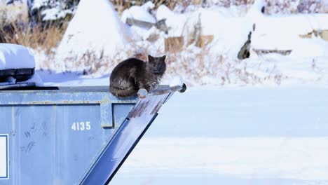 Lost-Cat-on-a-Dumpster-in-Bozeman-Montana-Cold-in-the-Snow-4K