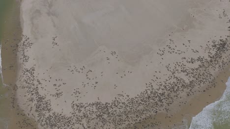 Aerial-over-Seal-Colony-on-Beach-in-Pelican-Point,-Namibia,-Africa