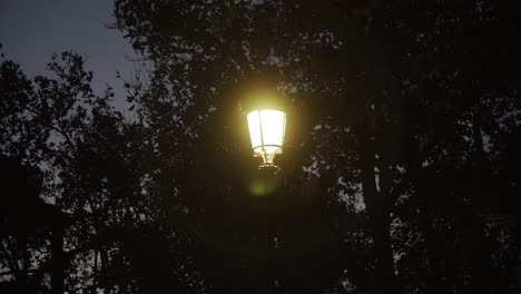 Haloed-Street-Lamp-in-a-park-at-dusk