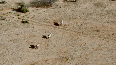Cebras-De-Namibia-Corriendo-En-El-Desierto-De-áfrica-Paisaje-Desértico---Vista-Aérea-De-Drones