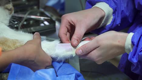 Nahaufnahme-Der-Hände-Des-Tierarztes,-Die-Während-Einer-Sterilisationsoperation-Einen-Intravenösen-Katheter-Auf-Die-Pfote-Eines-Hundes-Auftragen