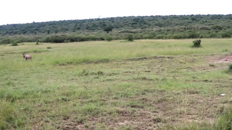 Tracking-shot-of-Antelope-running-in-Maasai-Mara-National-Park,-Kenya,-Africa