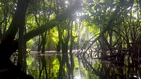 Sonnenlicht,-Das-Durch-Die-Bäume-Des-Mangrovenökosystems-Auf-Ruhiges,-Ruhiges-Wasser-In-Der-Abgelegenen-Wildnis-Von-Pohnpei-In-Den-Föderierten-Staaten-Von-Mikronesien-Fällt