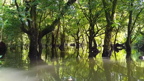 Driften-Durch-Das-Mangrovenökosystem-Mit-Sonnenlicht,-Das-Durch-Bäume-Auf-Ruhiges,-Ruhiges-Wasser-Auf-Der-Tropischen-Insel-Pohnpei-In-Den-Föderierten-Staaten-Von-Mikronesien-Fällt