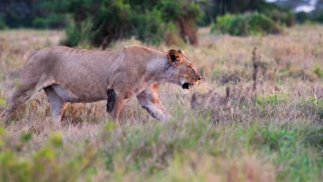 Slow-motion-shot-of-a-lion-passing-by-in-a-national-park