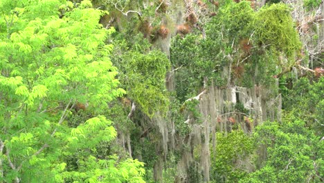 Alte-Bäume-Und-Pyramiden-In-Der-Alten-Mayastadt-Tikal,-Guatemala