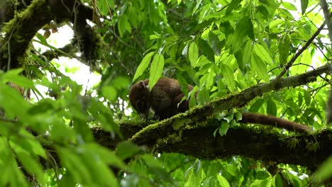 Einzigartiges-Tier,-Das-Früchte-Isst,-Die-Auf-Einem-Baum-In-Tikal,-Guatemala-Stehen