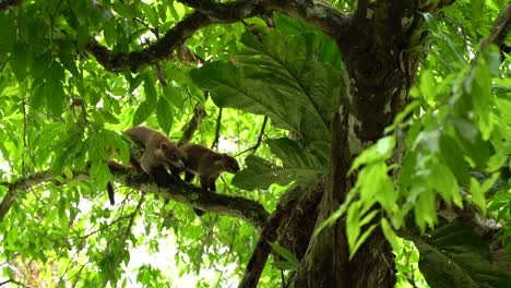 Tiere-Kämpfen-Um-Einige-Früchte-Auf-Einem-Baum-In-Guatemala,-Tikal-Maya-Stätte