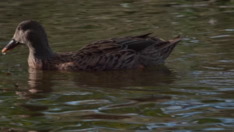Female-duck-swims-quickly-through-water