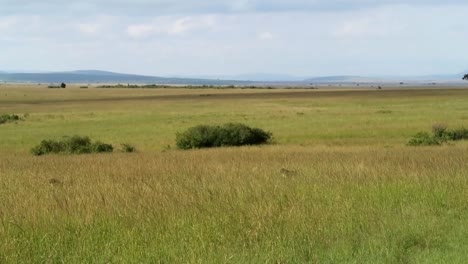 Three-cheetahs-lurking-in-the-green-tall-grass-on-the-plains-endless-of-Africa