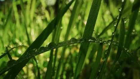 Blades-of-grass-and-dewdrops-in-the-early-morning-sun-light-breeze