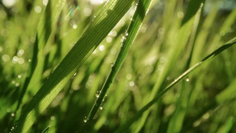 Blades-of-grass-and-dewdrops-in-the-early-morning-sun-light-breeze-and-soft-flare