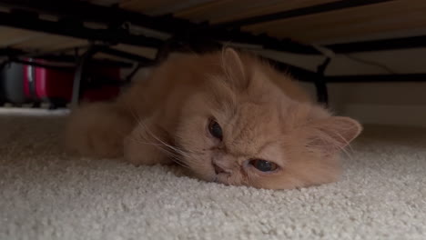 Cream-a-Persian-cat-lying-down-under-the-bed-with-4k-resolution
