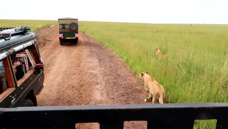 Turistas-Tomando-Fotos-De-Leonas-Desde-Un-Vehículo-De-Safari-En-La-Sabana-Africana-De-Kenia