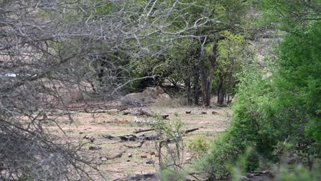 Dos-Leones-Se-Esconden-Del-Cálido-Sol-Cerca-De-Un-Arbusto-Bajo-En-El-Parque-Nacional-Kruger-En-Sudáfrica