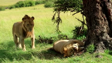Close-up-of-cute-male-lion-cuddling-another-lion-on-safari-in-Africa