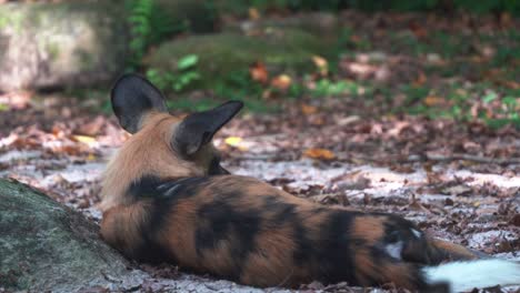 Close-up-shot-capturing-the-back-of-an-endangered-species,-African-painted-dog,-lycaon-pictus,-wild-canine-resting-and-laze-on-the-floor-ground-at-daytime