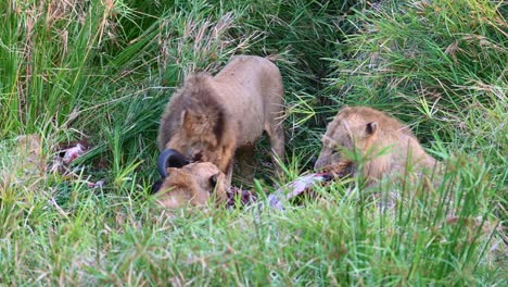 Cuatro-Leones-Devoran-Un-Búfalo-Africano-Fresco-Matado-En-El-Parque-Nacional-Kruger,-Sudáfrica