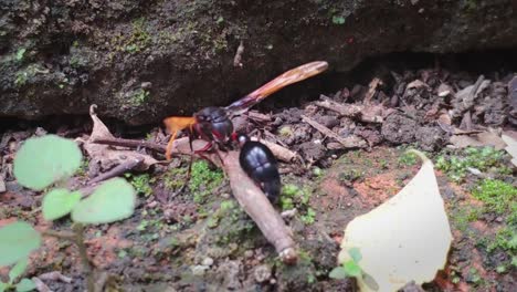 Red-giant-wasp-carries-a-big-brown-worm-with-its-mandible