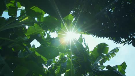Bananenbaumblätter.-Sonnenstrahlen,-Die-Durch-Grüne-Blätter-Filtern
