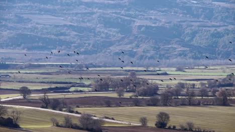 Flock-of-birds-flies-over-fields-in-sunny-day