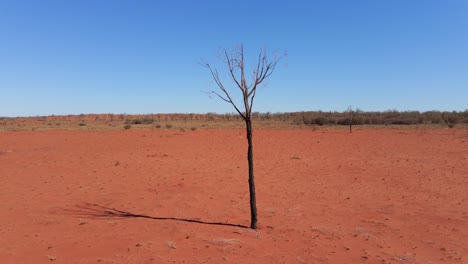 Single-dry-tree-in-the-middle-of-the-open-red-ground-of-the-Australian-outback--aerial-descend